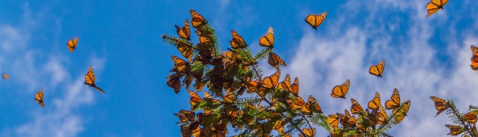Santuario en México de mariposas monarca