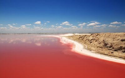 Reddish waters of the lagartos river