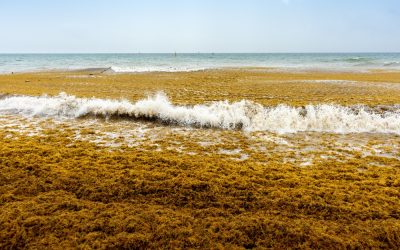 Sea with sargassum
