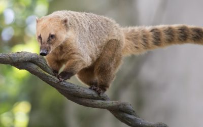 Coati in the forest