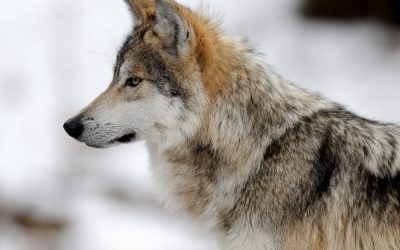 Mexican wolf is in danger of extinction